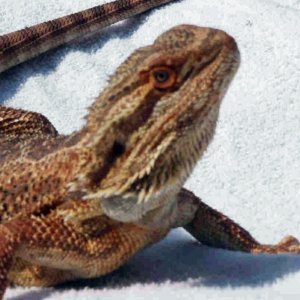 t2 male