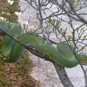 large aru