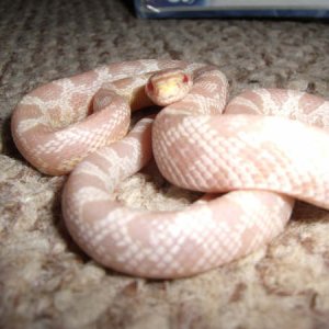 My Old Snake