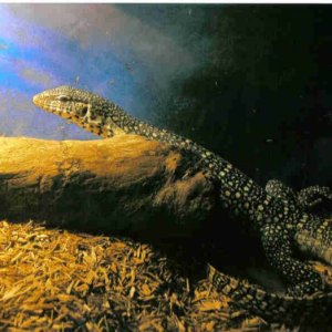 nile_2