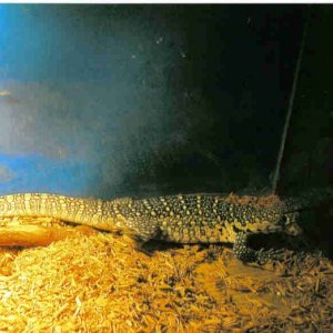 nile_1