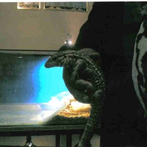 red_tegu_3