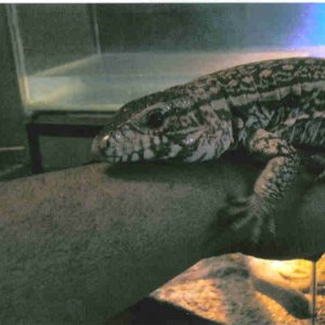 red_tegu_1