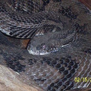 large canebrake