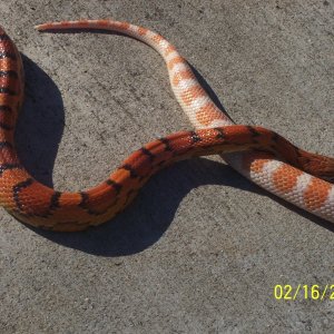 corns chilling out