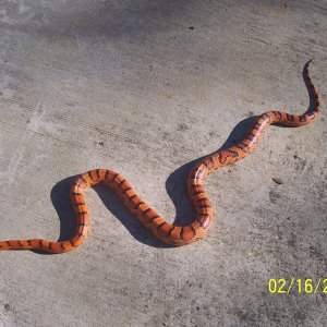 one of my female breeders