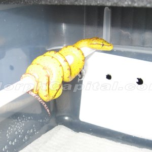 Chondro-07-3