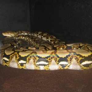 retic