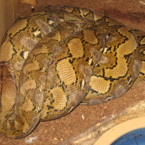 retic