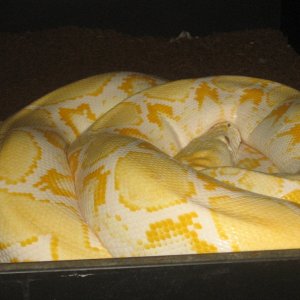 retic