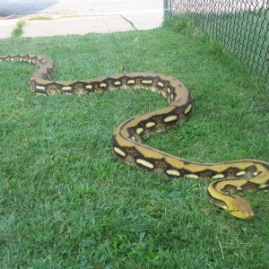 retic