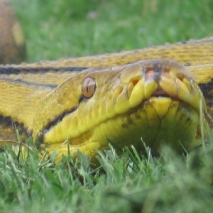 retic