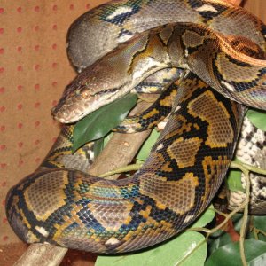 retic