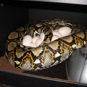 retic laying eggs