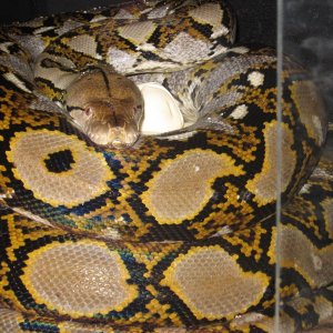 retic protecting eggs