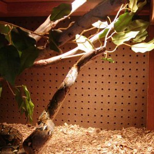 snakes_016