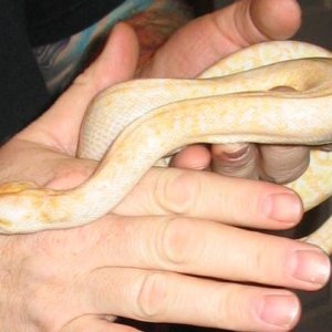 Albino Granite Burmese