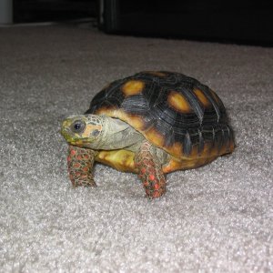 Clunk