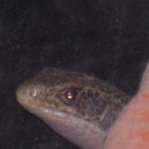 2006_0325Image0009