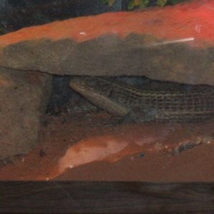 2006_0325Image0001