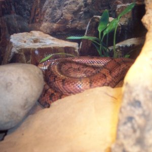 Picture_397