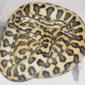 Coastal Jaguar Carpet Python