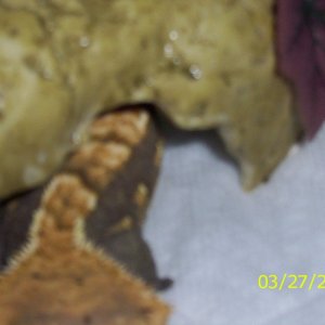 Crested