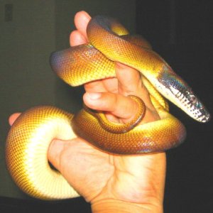 White Lipped Python
