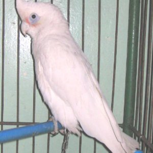 Corella Cockatoo
