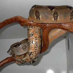 roatan Island boa