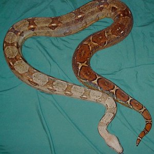sears strain Hogg Island boa