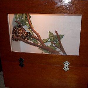 Irian Jaya carpet python