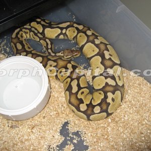 pastel_ovulation