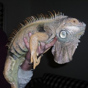 spike