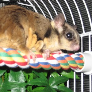 Sugar Glider