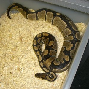 Ovulation