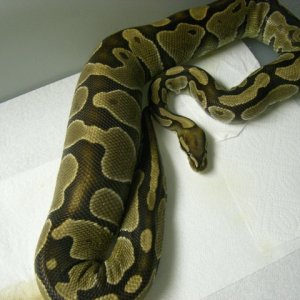 Ovulation