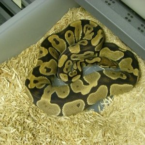 Ovulation