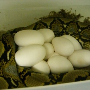 Retic Eggs