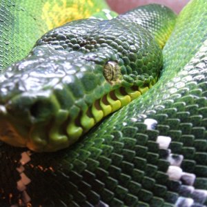 Khan up close
