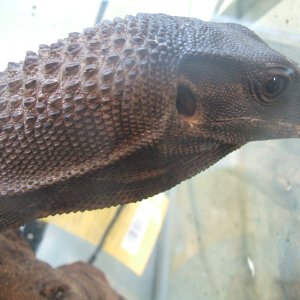 Morgan profile