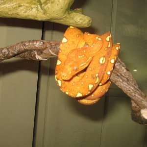 GTP Grayce