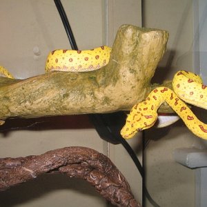 GTP