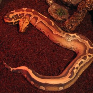 Blood Python