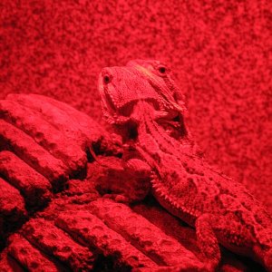 Beardies