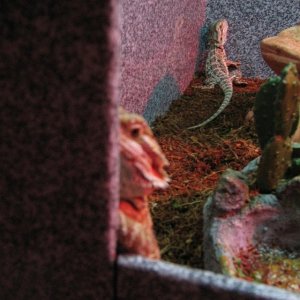 Beardies2