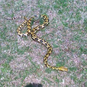 Tiger het albino 2