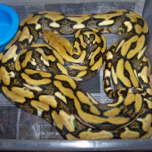 Tiger het albino 3