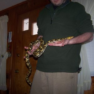 Tiger Het albino 4