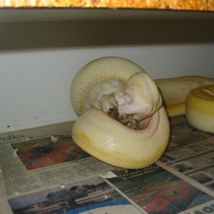 Albino Green Male